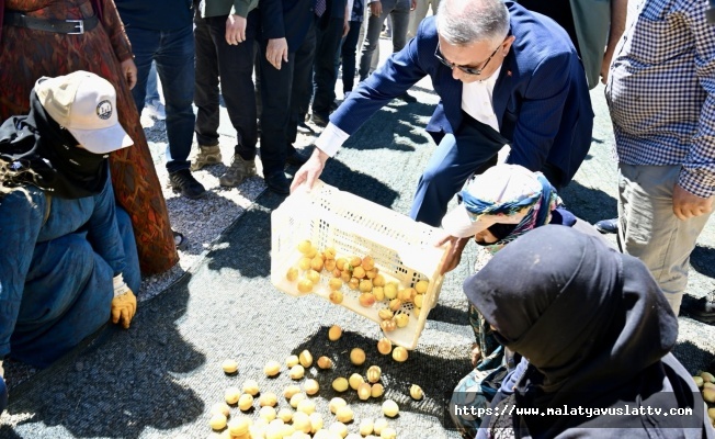 ‘Güneşin Altın Yumurtası' İçin Hasat Dönemi