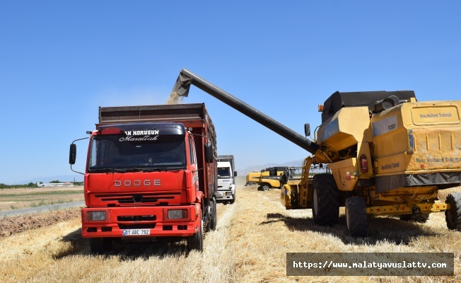 Sultansuyu'nda Hububat Hasadı Başladı