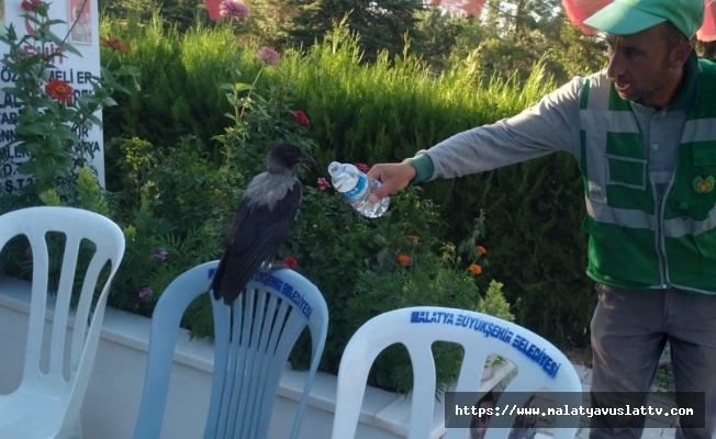 Baygın Bulduğu Kargayı Lokumla Besledi