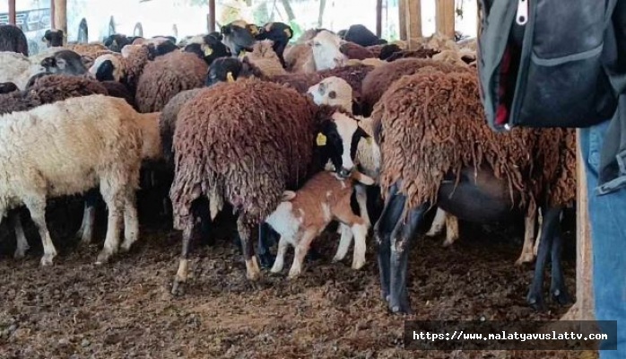 10 Koyunla Başladı 2 Bin Koyun Yetiştirdi