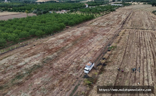 Malatya Üretilen Soğanlar Avrupa'ya İhraç Ediliyor