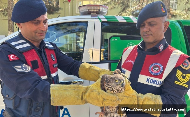 Jandarmadan Doğa Koruma Müdahalesi!