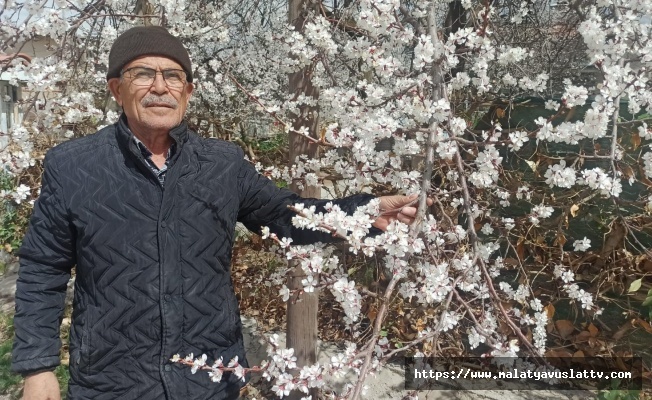 Malatya’da Kayısı Üreticileri Zirai Don Tehlikesiyle Karşı Karşıya