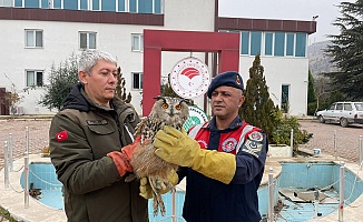 Malatya’da Yaralı Bulunan Baykuş Koruma Altına Alındı