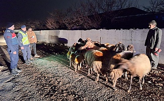 Malatya’da Kayıp Koyunları Jandarma Buldu