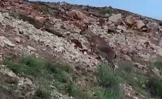 Yaban Keçileri Sürü Halinde Görüntülendi