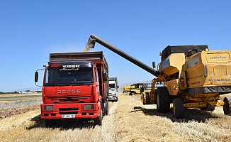 Sultansuyu'nda Hububat Hasadı Başladı