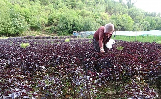 Arapgir 9 Ayda 500 Bin Kişiyi Ağırladı