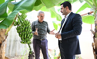 Muz Hasadı Artık Malatya'da Yapılıyor