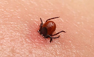 Kene Isırığı Hayati Tehlikeye Sebep Oldu!